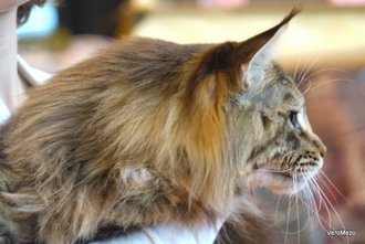 maine coon