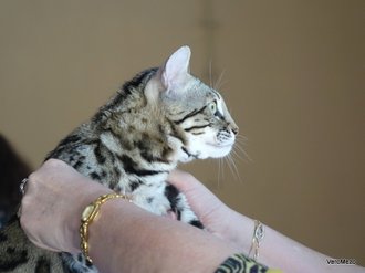 maine coon