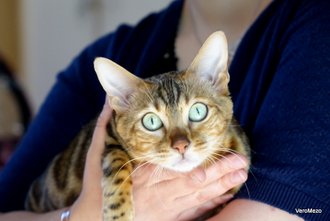 maine coon